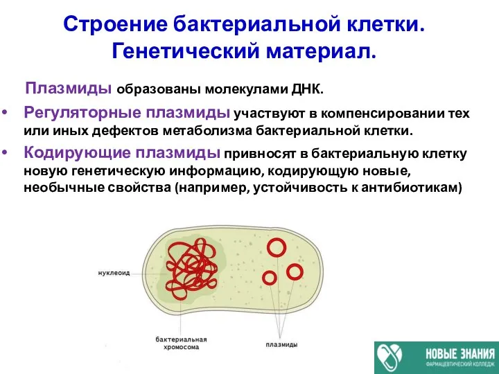 Строение бактериальной клетки. Генетический материал. Плазмиды образованы молекулами ДНК. Регуляторные плазмиды участвуют