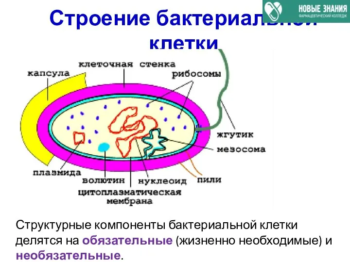 Строение бактериальной клетки Структурные компоненты бактериальной клетки делятся на обязательные (жизненно необходимые) и необязательные.