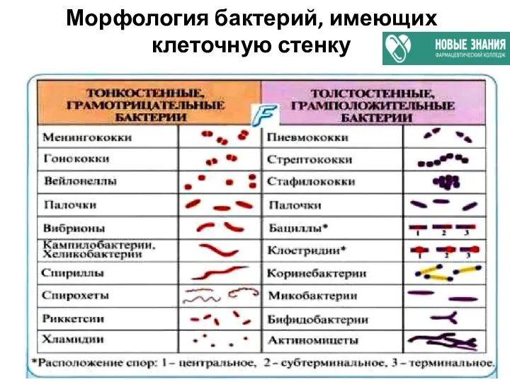 Морфология бактерий, имеющих клеточную стенку