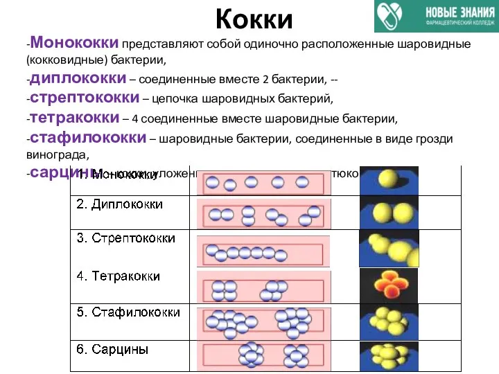 Кокки -Монококки представляют собой одиночно расположенные шаровидные (кокковидные) бактерии, -диплококки – соединенные