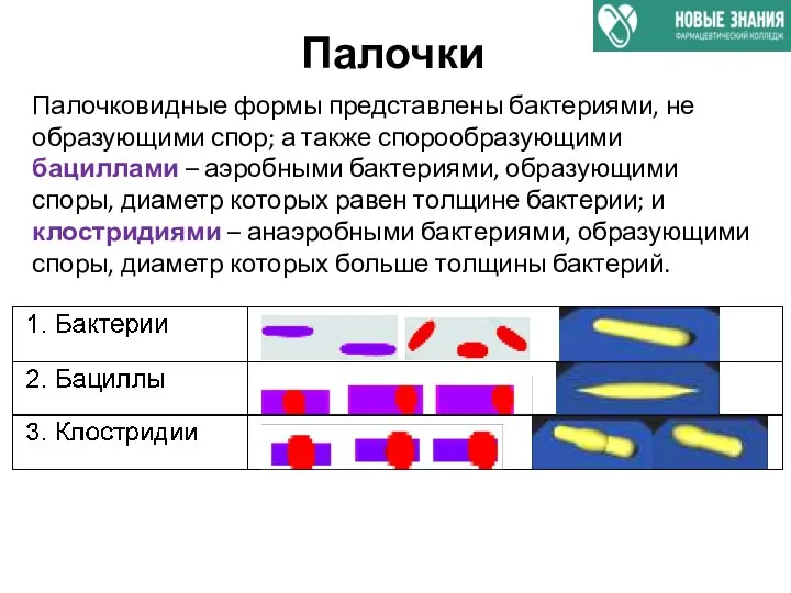 Палочки Палочковидные формы представлены бактериями, не образующими спор; а также спорообразующими бациллами