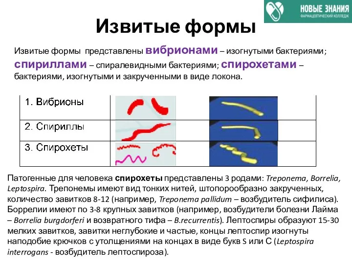 Извитые формы Извитые формы представлены вибрионами – изогнутыми бактериями; спириллами – спиралевидными