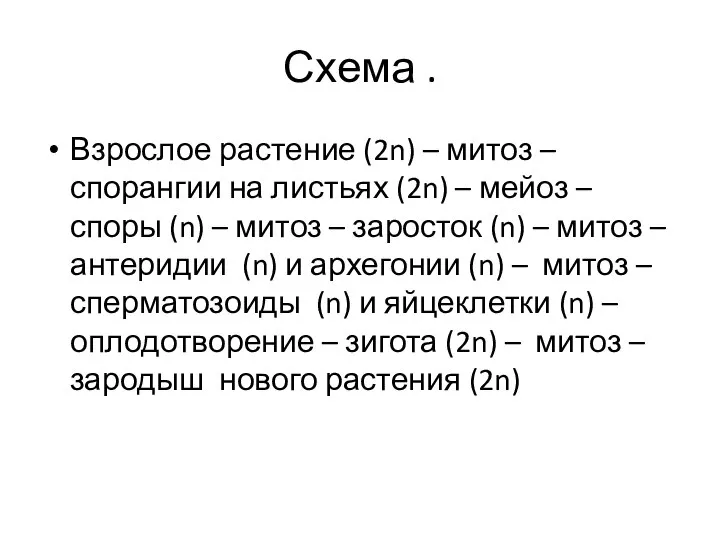 Схема . Взрослое растение (2n) – митоз – спорангии на листьях (2n)