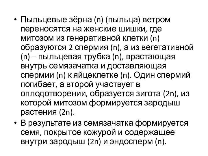 Пыльцевые зёрна (n) (пыльца) ветром переносятся на женские шишки, где митозом из