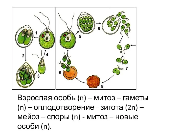 Взрослая особь (n) – митоз – гаметы (n) – оплодотворение - зигота