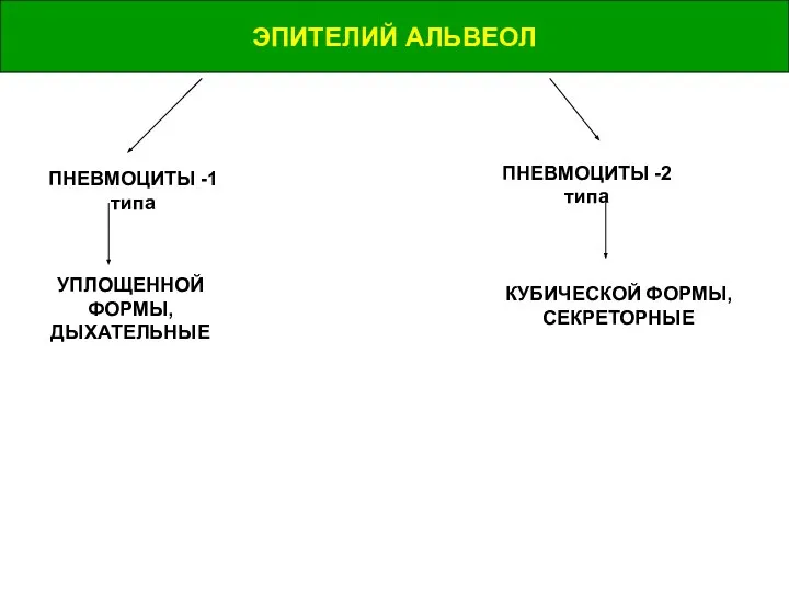 ЭПИТЕЛИЙ АЛЬВЕОЛ ПНЕВМОЦИТЫ -1 типа УПЛОЩЕННОЙ ФОРМЫ, ДЫХАТЕЛЬНЫЕ ПНЕВМОЦИТЫ -2 типа КУБИЧЕСКОЙ ФОРМЫ, СЕКРЕТОРНЫЕ