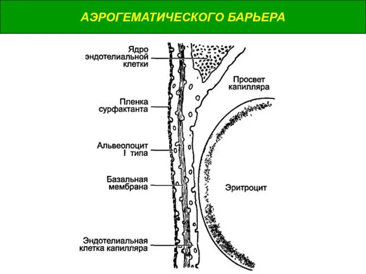 АЭРОГЕМАТИЧЕСКОГО БАРЬЕРА