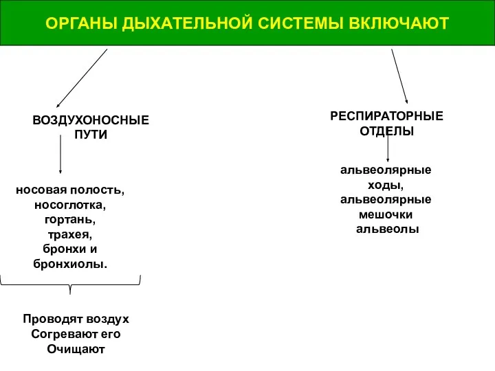 ОРГАНЫ ДЫХАТЕЛЬНОЙ СИСТЕМЫ ВКЛЮЧАЮТ ВОЗДУХОНОСНЫЕ ПУТИ носовая полость, носоглотка, гортань, трахея, бронхи