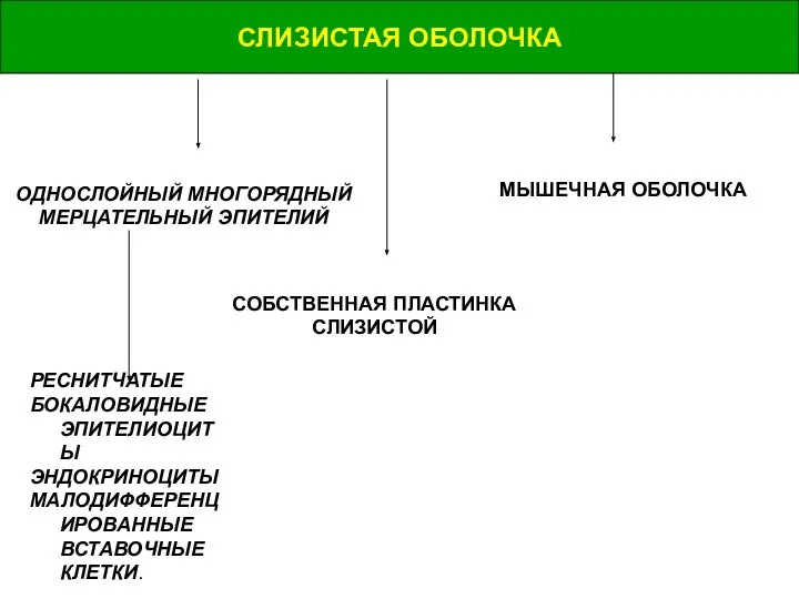 СЛИЗИСТАЯ ОБОЛОЧКА ОДНОСЛОЙНЫЙ МНОГОРЯДНЫЙ МЕРЦАТЕЛЬНЫЙ ЭПИТЕЛИЙ СОБСТВЕННАЯ ПЛАСТИНКА СЛИЗИСТОЙ МЫШЕЧНАЯ ОБОЛОЧКА РЕСНИТЧАТЫЕ