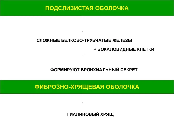 ПОДСЛИЗИСТАЯ ОБОЛОЧКА СЛОЖНЫЕ БЕЛКОВО-ТРУБЧАТЫЕ ЖЕЛЕЗЫ + БОКАЛОВИДНЫЕ КЛЕТКИ ФОРМИРУЮТ БРОНХИАЛЬНЫЙ СЕКРЕТ ФИБРОЗНО-ХРЯЩЕВАЯ ОБОЛОЧКА ГИАЛИНОВЫЙ ХРЯЩ