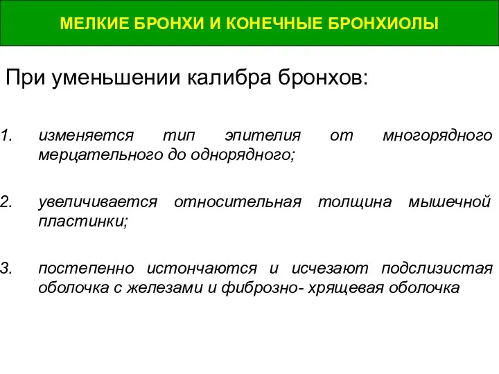 МЕЛКИЕ БРОНХИ И КОНЕЧНЫЕ БРОНХИОЛЫ При уменьшении калибра бронхов: изменяется тип эпителия