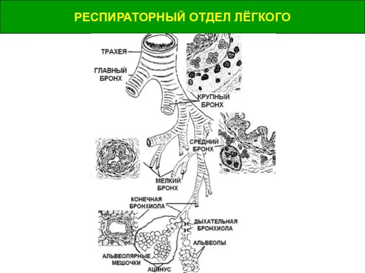 РЕСПИРАТОРНЫЙ ОТДЕЛ ЛЁГКОГО