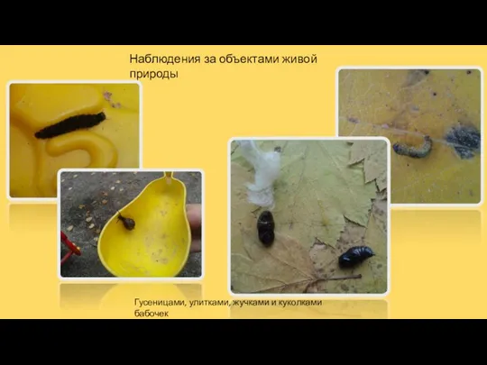 Наблюдения за объектами живой природы Гусеницами, улитками, жучками и куколками бабочек