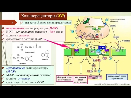 тпсп Холинорецепторы (ХР) известно 2 типа холинорецепторов никотиновые холинорецепторы (Н-ХР) Н-ХР -
