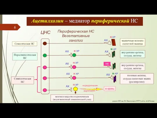 доцент ИП им.Л.С.Выготского РГГУ, к.б.н. А.Б.Усенко Ацетилхолин – медиатор периферической НС