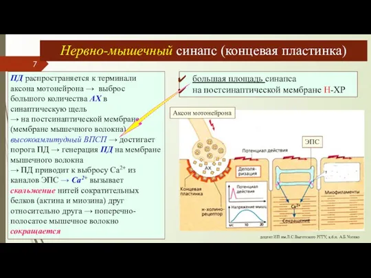 Нервно-мышечный синапс (концевая пластинка) доцент ИП им.Л.С.Выготского РГГУ, к.б.н. А.Б.Усенко ПД распространяется