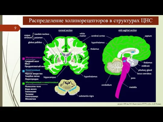 доцент ИП им.Л.С.Выготского РГГУ, к.б.н. А.Б.Усенко Распределение холинорецепторов в структурах ЦНС