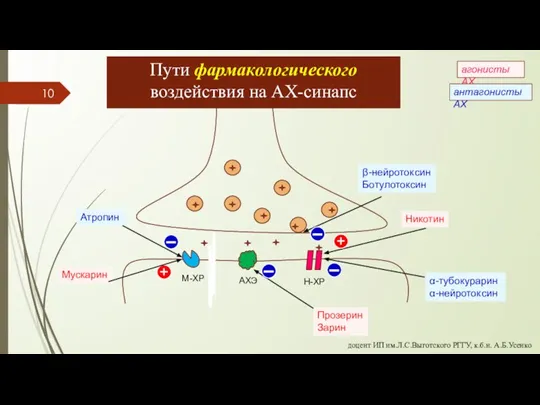 агонисты АХ антагонисты АХ Пути фармакологического воздействия на АХ-синапс доцент ИП им.Л.С.Выготского РГГУ, к.б.н. А.Б.Усенко