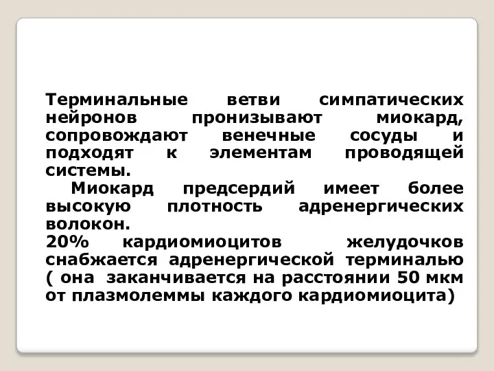 Терминальные ветви симпатических нейронов пронизывают миокард, сопровождают венечные сосуды и подходят к