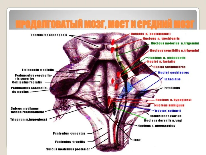 ПРОДОЛГОВАТЫЙ МОЗГ, МОСТ И СРЕДНИЙ МОЗГ