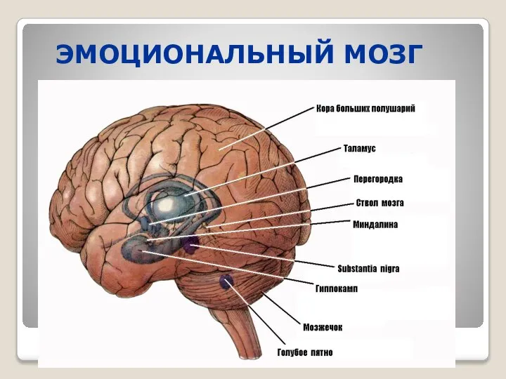 ЭМОЦИОНАЛЬНЫЙ МОЗГ