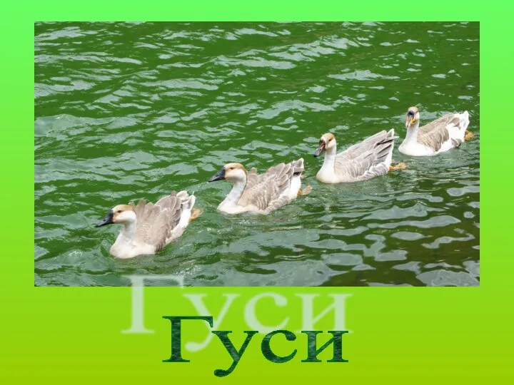 Гуси