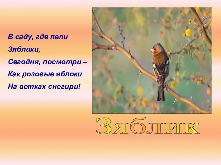 Зяблик В саду, где пели Зяблики, Сегодня, посмотри – Как розовые яблоки На ветках снегири!