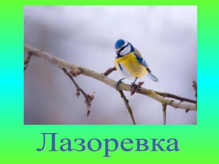 Лазоревка