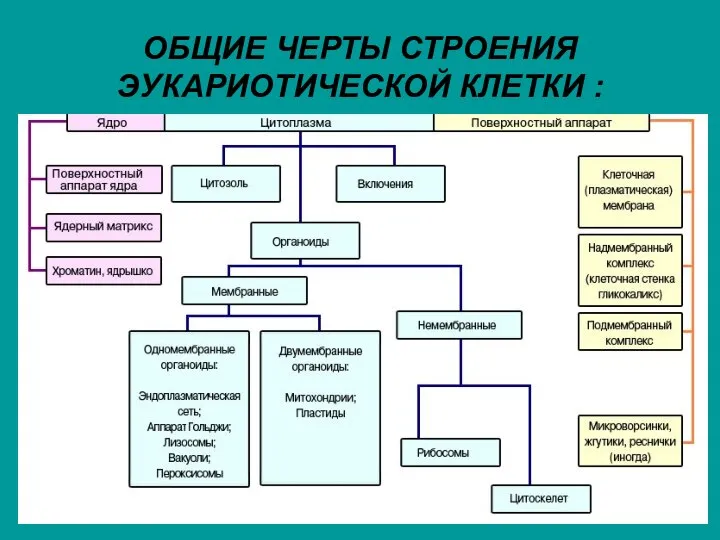 ОБЩИЕ ЧЕРТЫ СТРОЕНИЯ ЭУКАРИОТИЧЕСКОЙ КЛЕТКИ :