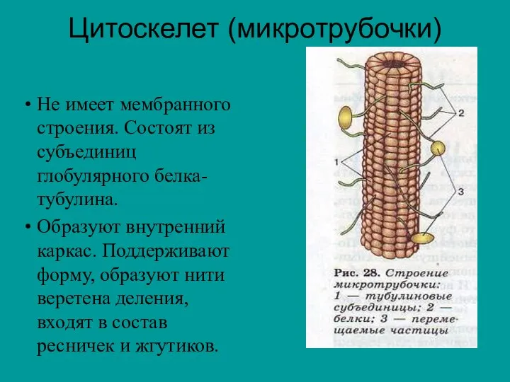 Цитоскелет (микротрубочки) Не имеет мембранного строения. Состоят из субъединиц глобулярного белка- тубулина.
