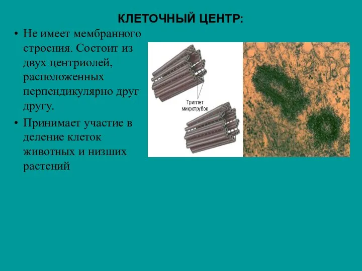 КЛЕТОЧНЫЙ ЦЕНТР: Не имеет мембранного строения. Состоит из двух центриолей, расположенных перпендикулярно