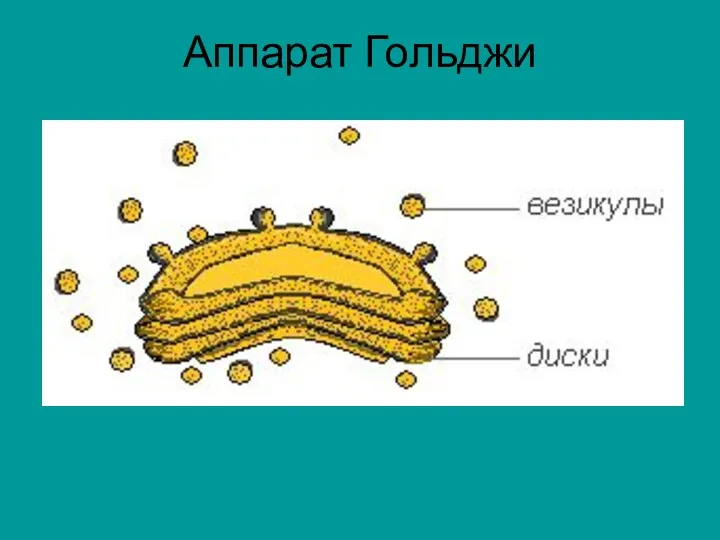 Аппарат Гольджи