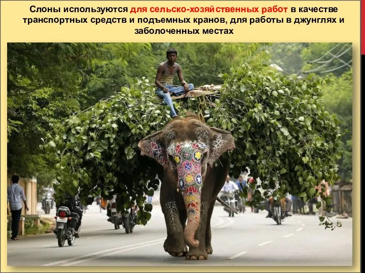 Слоны используются для сельско-хозяйственных работ в качестве транспортных средств и подъемных кранов,