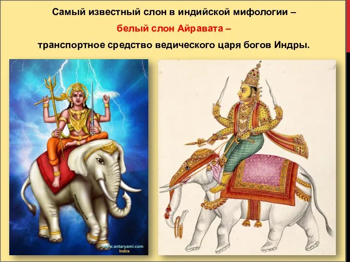 Самый известный слон в индийской мифологии – белый слон Айравата – транспортное
