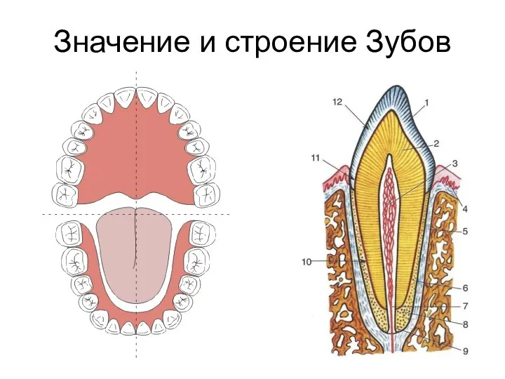 Значение и строение Зубов