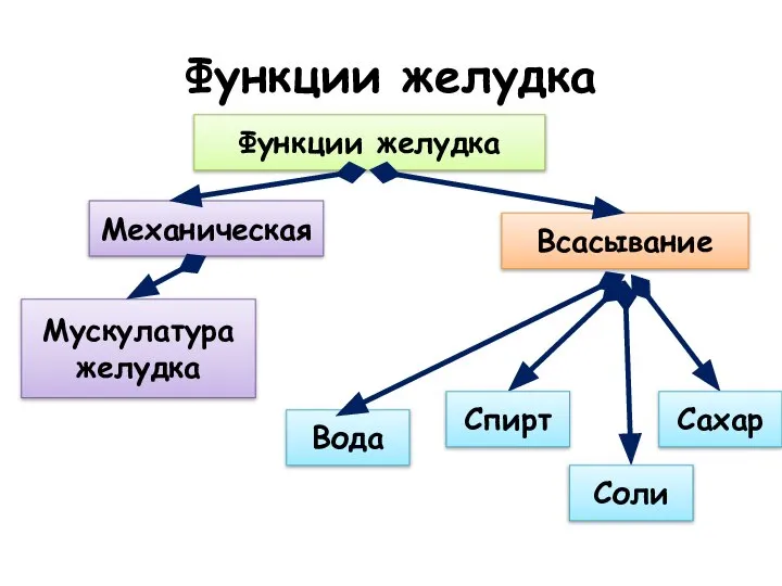 Функции желудка Функции желудка Мускулатура желудка Механическая Всасывание Вода Сахар Соли Спирт