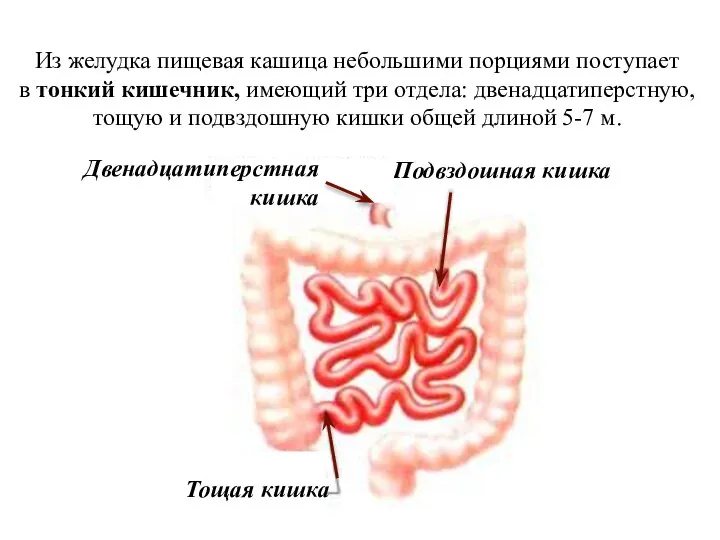 Из желудка пищевая кашица небольшими порциями поступает в тонкий кишечник, имеющий три
