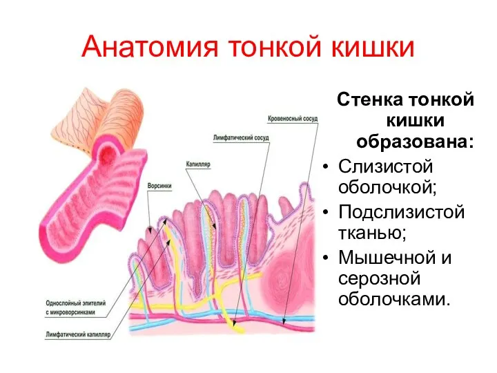 Анатомия тонкой кишки Стенка тонкой кишки образована: Слизистой оболочкой; Подслизистой тканью; Мышечной и серозной оболочками.