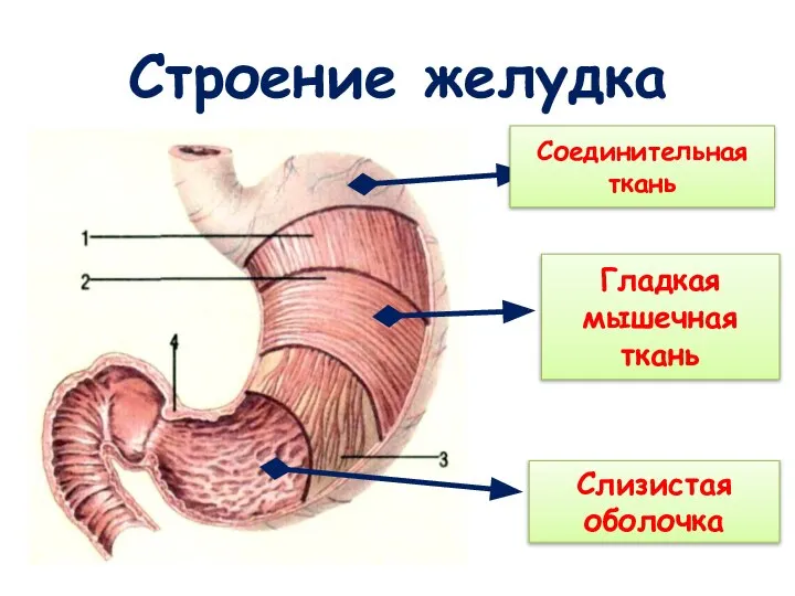 Строение желудка Слизистая оболочка Гладкая мышечная ткань Соединительная ткань