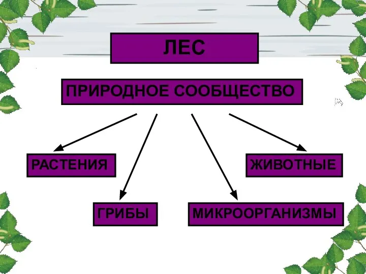 ЛЕС ПРИРОДНОЕ СООБЩЕСТВО РАСТЕНИЯ ЖИВОТНЫЕ ГРИБЫ МИКРООРГАНИЗМЫ