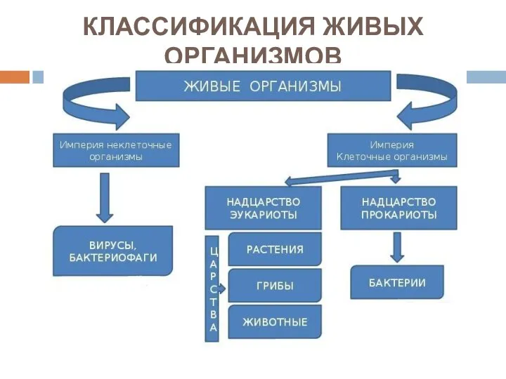 КЛАССИФИКАЦИЯ ЖИВЫХ ОРГАНИЗМОВ