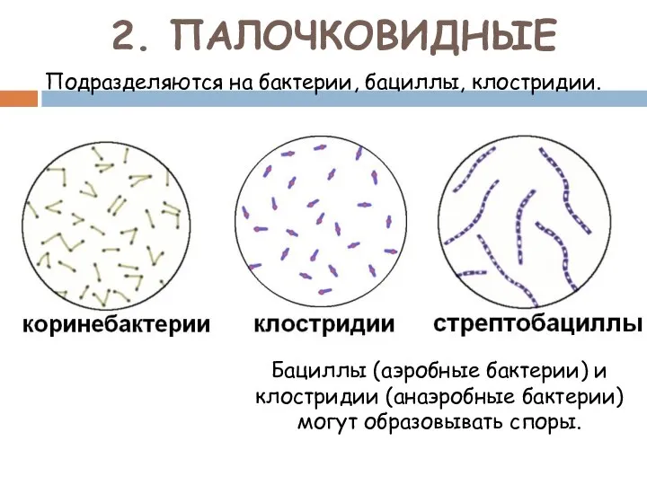 2. ПАЛОЧКОВИДНЫЕ Подразделяются на бактерии, бациллы, клостридии. Бациллы (аэробные бактерии) и клостридии