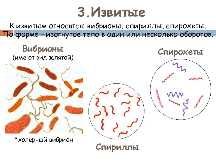 3.Извитые К извитым относятся: вибрионы, спириллы, спирохеты. По форме – изогнутое тело