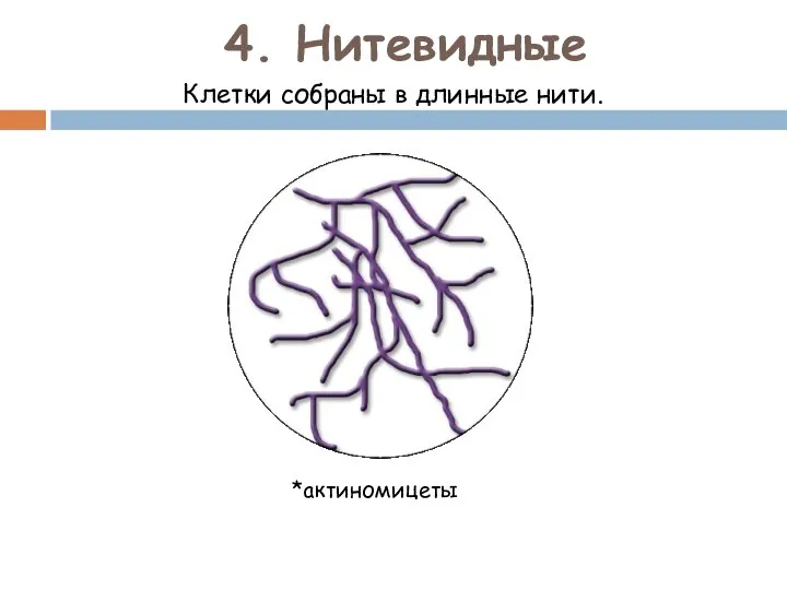 4. Нитевидные Клетки собраны в длинные нити. *актиномицеты