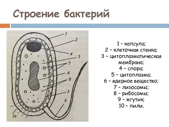 Строение бактерий 1 – капсула; 2 – клеточная стенка; 3 – цитоплазматическая