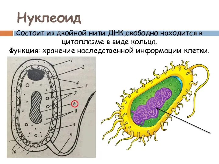 Нуклеоид Состоит из двойной нити ДНК,свободно находится в цитоплазме в виде кольца.