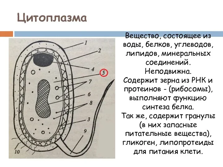 Цитоплазма Вещество, состоящее из воды, белков, углеводов, липидов, минеральных соединений. Неподвижна. Содержит