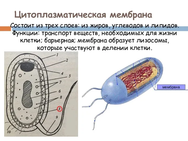 Цитоплазматическая мембрана Состоит из трех слоев: из жиров, углеводов и липидов. Функции: