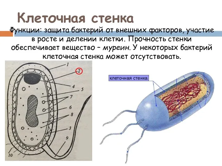 Клеточная стенка Функции: защита бактерий от внешних факторов, участие в росте и