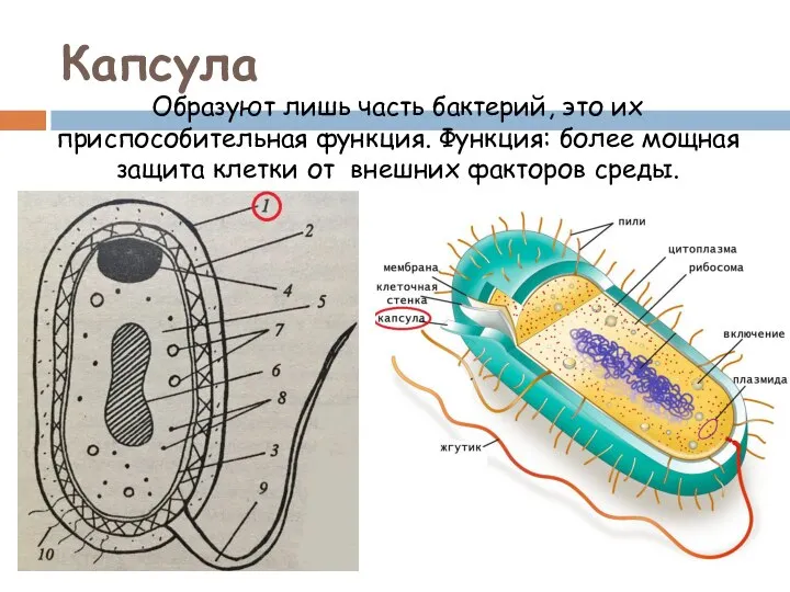 Капсула Образуют лишь часть бактерий, это их приспособительная функция. Функция: более мощная